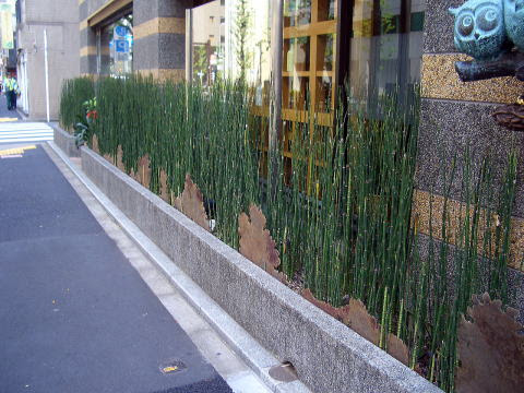 Spring Green 庭日記 トクサの花壇