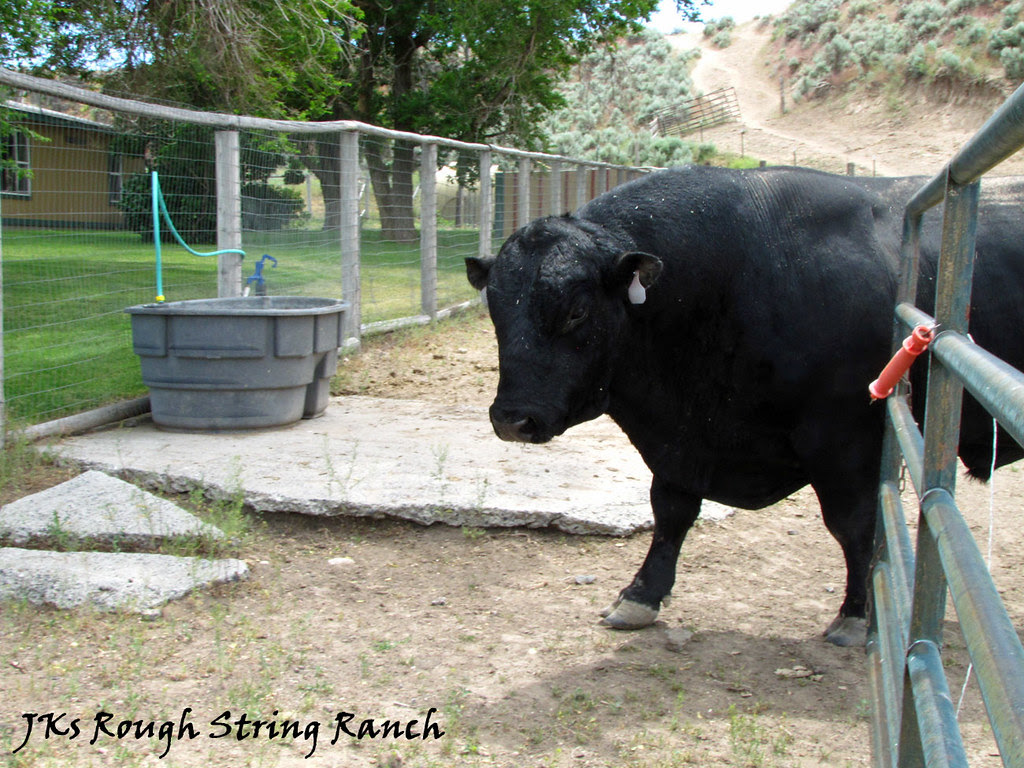 How do you Lead a Bull? 1/2