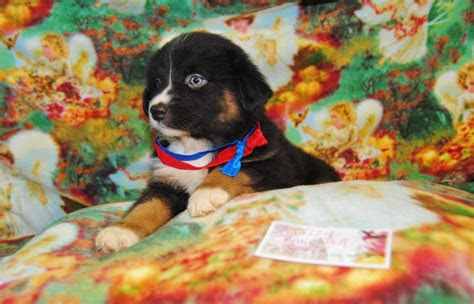 It is good because i know the charger won't charge . Shamrock Rose Aussies - ï»¿ï»¿ï»¿ Welcome to Shamrock Rose