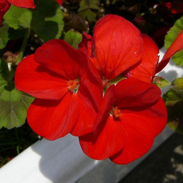 埼玉県越谷市 草花 5月撮影 無料写真素材 あみラボ
