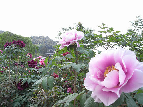 満開の 牡丹 美しい花の御寺 長谷寺 桜井市 By 奈良に住んでみました