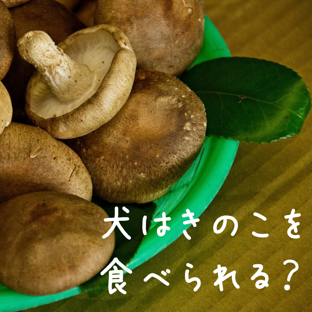 犬はきのこを食べられる 秋の恵みネギ ぎんなん いちじくは