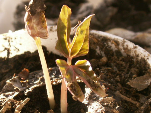 Morning Glory seedlings, New life by dagutzyone's  busy w/new Family!!! )