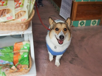 Mama S Blog コーギーのシュラちゃんがお買い物に来てくれました