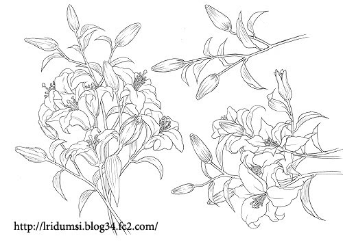 百合の花 線画 瞳の向こう側