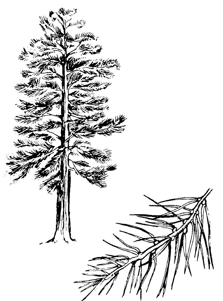 Pine coloring pages to download and print for free