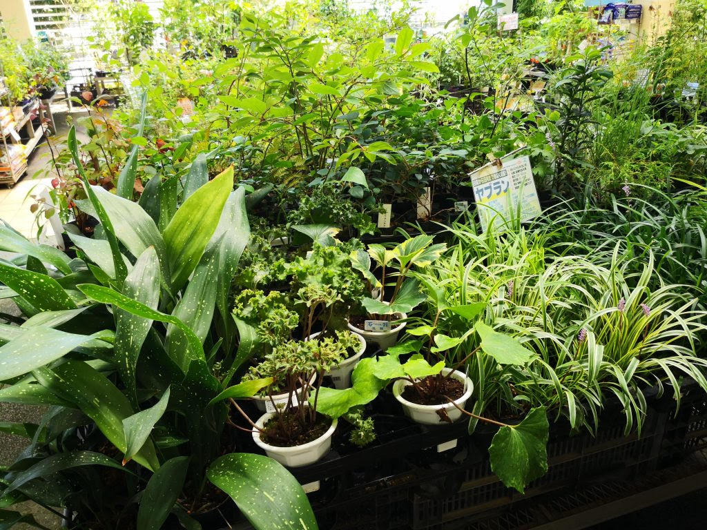 サカタのタネ ガーデンセンター横浜へ行ってきました ぴすけの庭