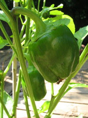 Bell peppers