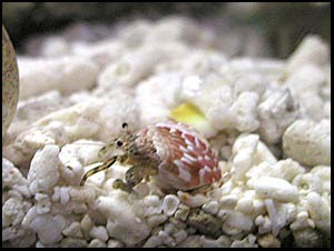 死海状態で続々昇天 ホンヤドカリ