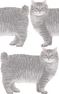 クリル アイランド ボブテイルのイラスト 条件付フリー素材集