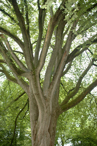 DSC_0272.NEF