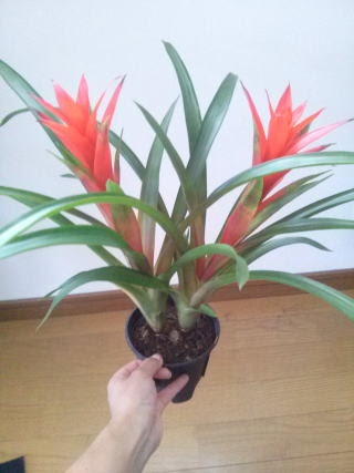 グズマニア 花が終わったら