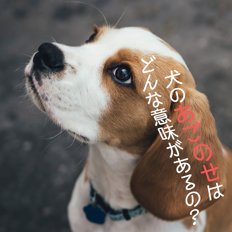 犬のあごのせはどんな意味があるの あごのせの意味と甘えサイン色々 犬の総合情報サイト ペットスマイルニュースforワンちゃん