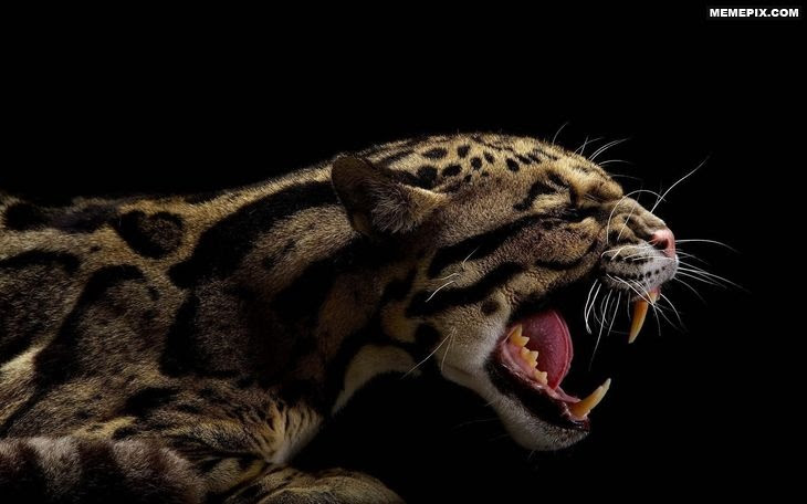 Big cat caught mid-growl - MemePix