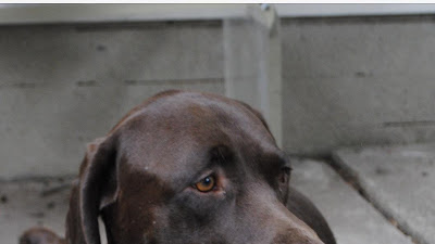 Lab German Short Hair Mix