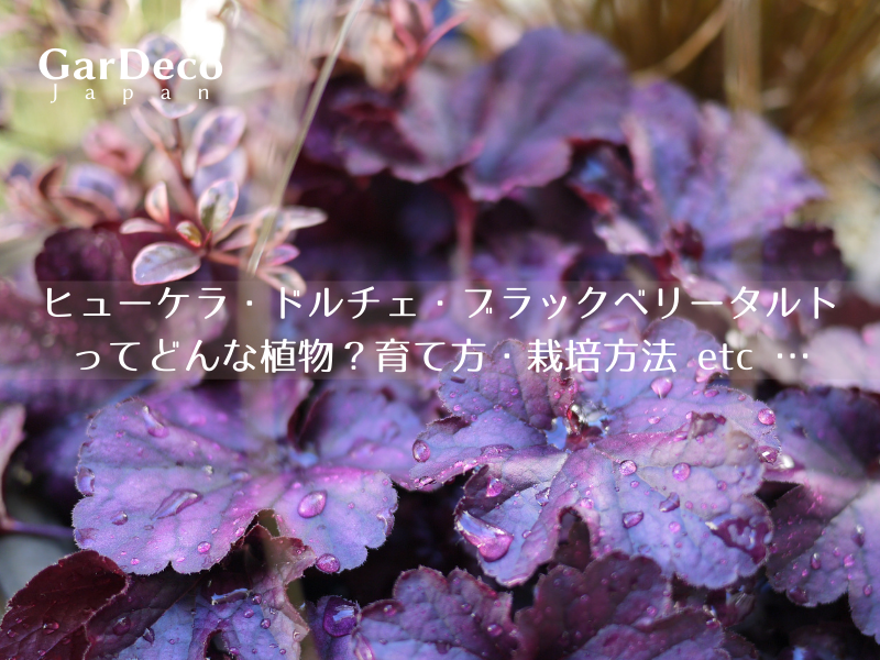 ヒューケラ ドルチェ ブラックベリータルトってどんな植物 育て方 栽培方法 Etc Gardeco Japan