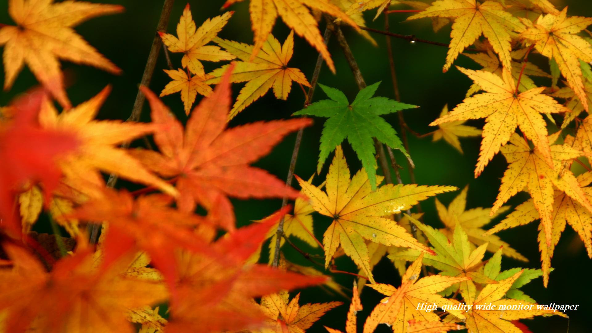 色付くもみじをモチーフにしましたワイドモニター専門高画質壁紙 アスペクト比１６ ９ 19 1080 秋の風景 自然風景 花 景色