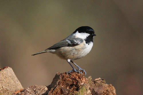 Coal Tit (Periparus ater)
