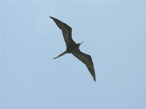 Oiseaux De Mer Faune Guadeloupe