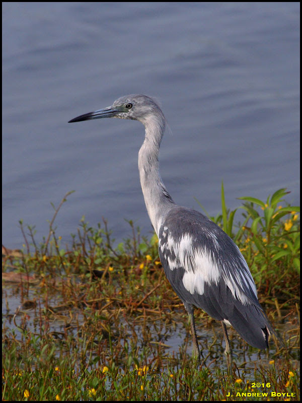 Little Blue Heron