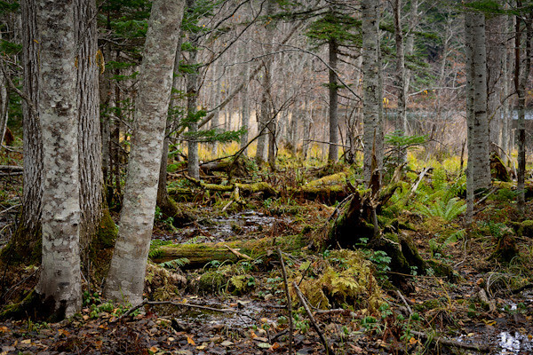20121106-DSC_7782-ChimiForest