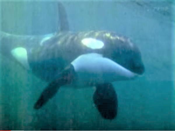 人間と友達になろうとしたシャチ シナリオ4 868