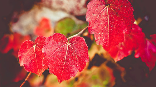 autumn 2012 by maurovacca