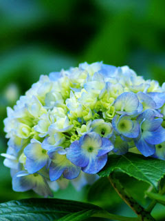 アジサイ 紫陽花 の待ち受け画像