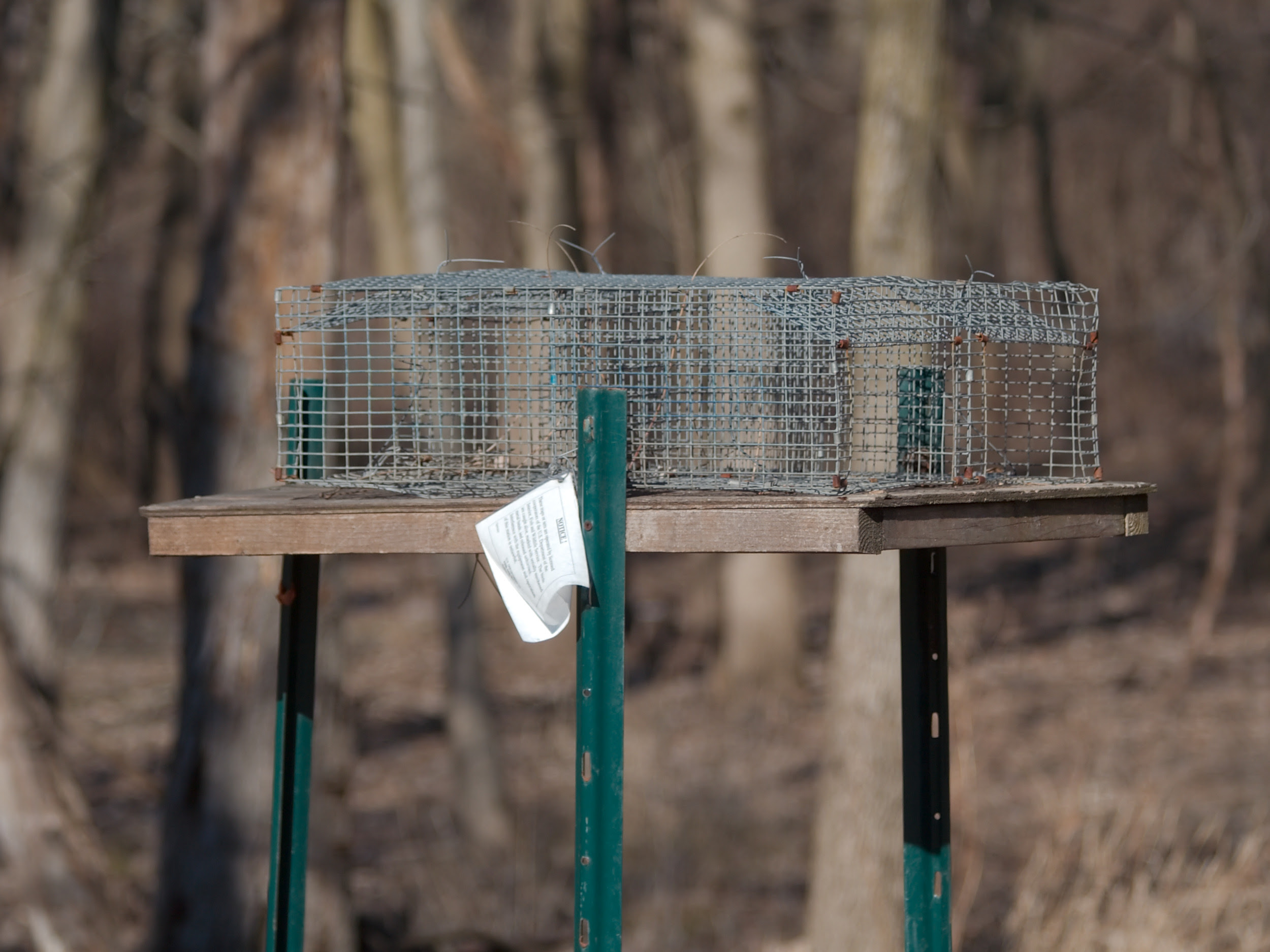 bird trap tableau