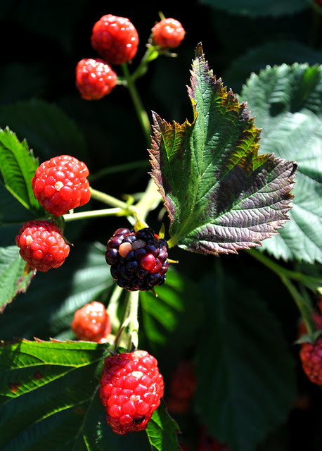 Blackberries