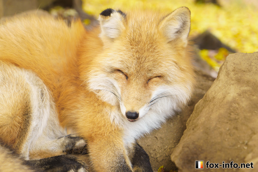 黄色キツネ スタンダード キツネ写真館