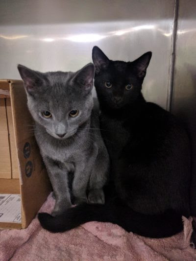 Our Pets of the Month for September!  Community Animal Hospital