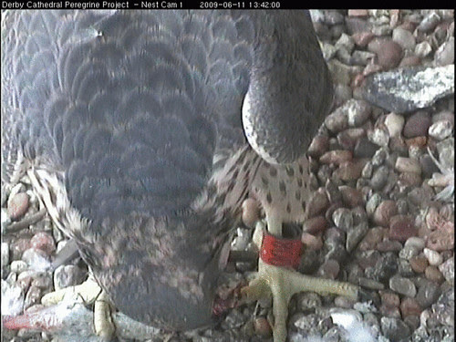 It is 008 in the tray!