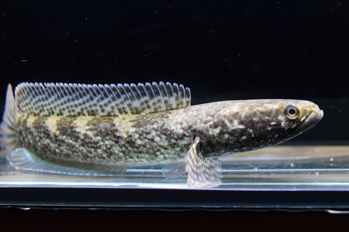 スネークヘッド 静岡市の熱帯魚専門店 大型魚 古代魚 珍魚 World Rivers