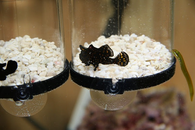 顎ズレ アジアアロワナ紅龍 おまけ有り 楽天ブログ