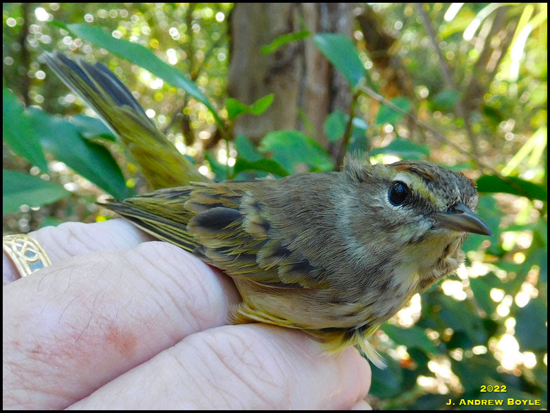 Western Palm Warbler