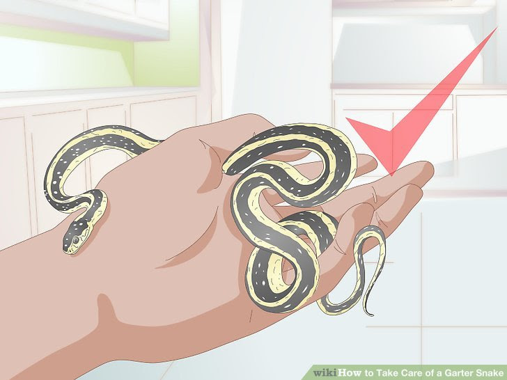Take Care of a Garter Snake Step 17 Version 2.jpg