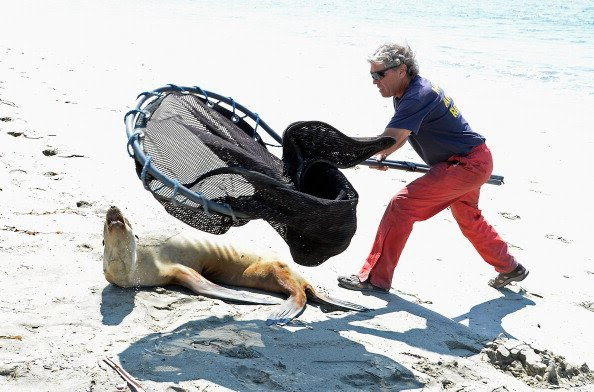 Untuk memudahkan anak singa laut dibawa ke penangkaran, petugas menggunakan jaring untuk memasukkan anak singa laut ke wadah.