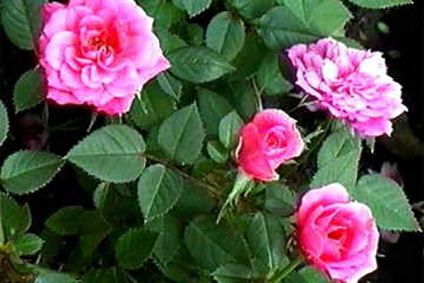 ５月２７日 蔓薔薇 つるばら ３６６日への旅 誕生花編 今日の誕生花