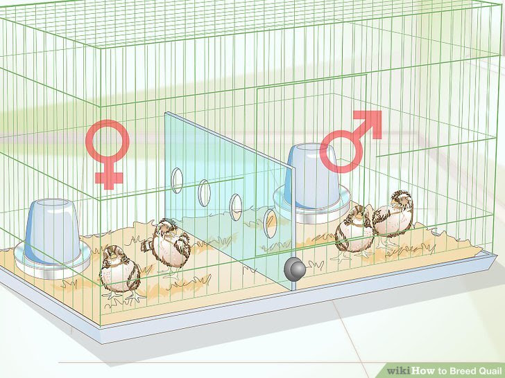 Breed Quail Step 19 Version 2.jpg