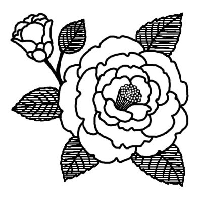 ツバキ4 ツバキ ウメ 椿 梅 冬の花 無料 白黒イラスト素材