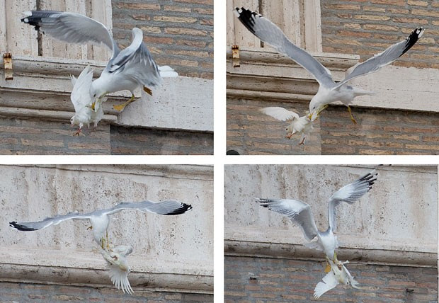Sequência de fotos mostra gaivota perseguindo e atacando pomba que foi solta pelo Papa Francisco e por duas crianças neste domingo (26) no Vaticano (Foto: Gregorio Borgia/AP)