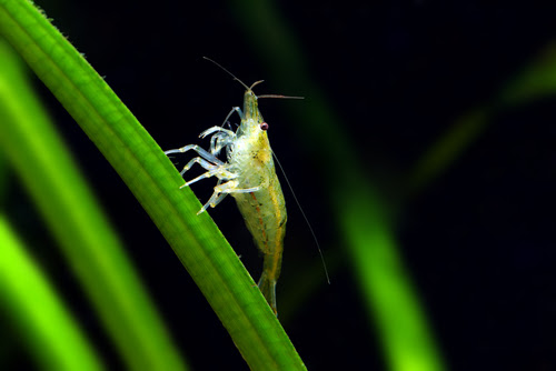 ミナミヌマエビと相性がいいおすすめの水草はどれ 水草の農薬に気を付けよう ミナミヌマエビの生態