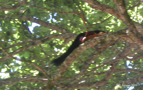 Malabar squirrel