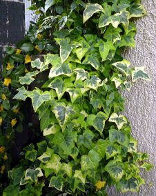 花 アイビー 12月4日の花と花言葉 アイビー 魅る魅るガーデニング