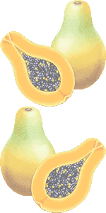 パパイヤ パパイア のイラスト 条件付フリー素材集