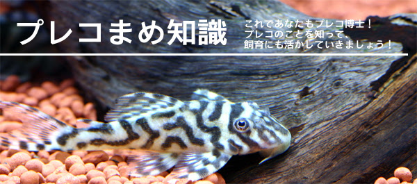 プレコマメ知識 種類 生息地 熱帯魚ショップトロピランド
