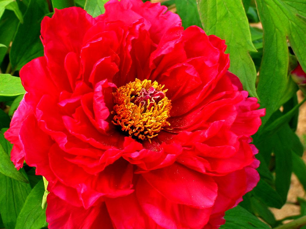 牡丹園 牡丹 ボタン の花 壁紙写真 四季の彩り壁紙写真集