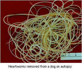 Dogaware Com Articles Heartworm Treatment In Dogs