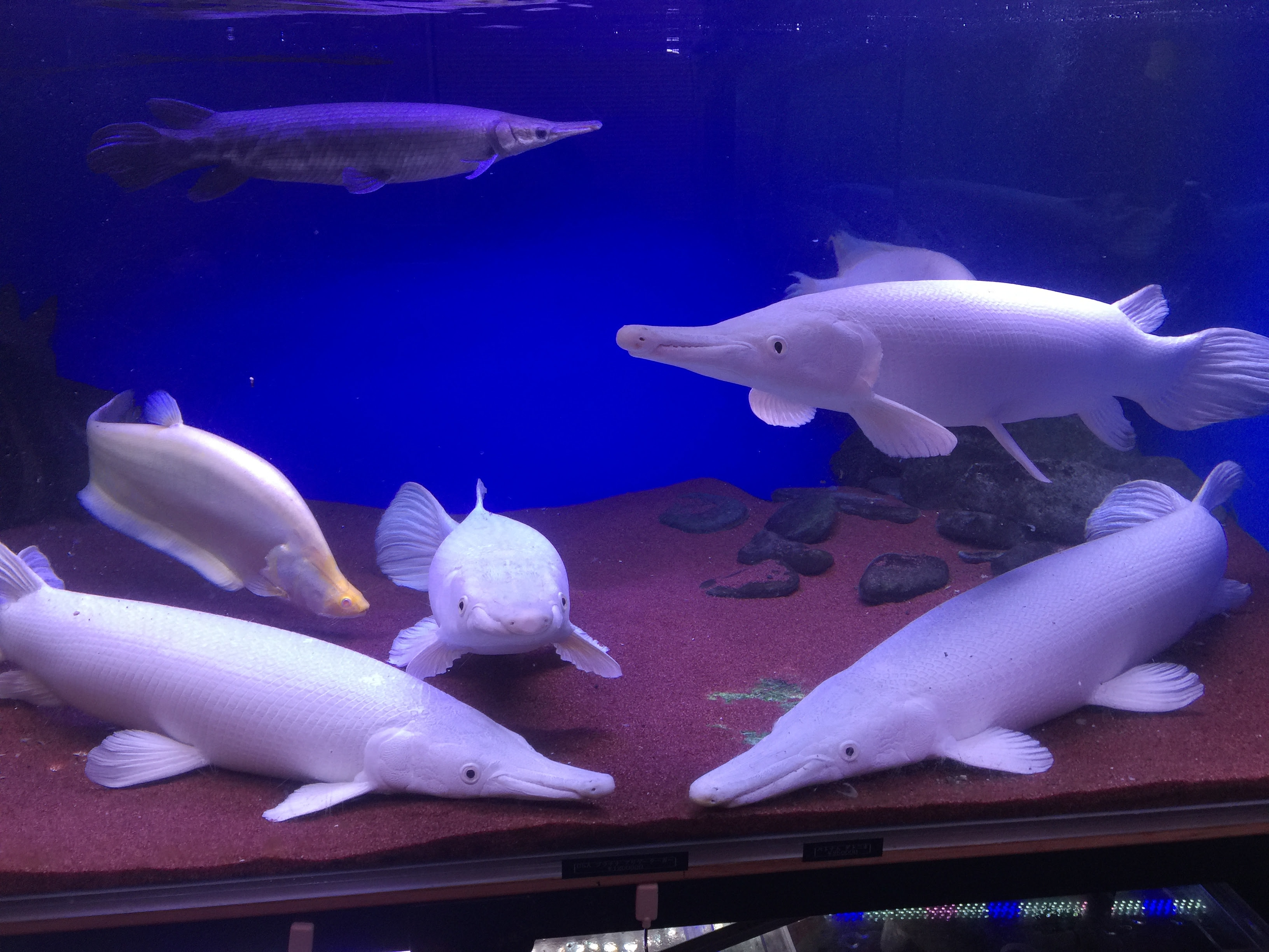 プラチナアリゲーターガー アクアルームボス